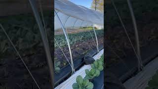 Kale tunnel is growing well!