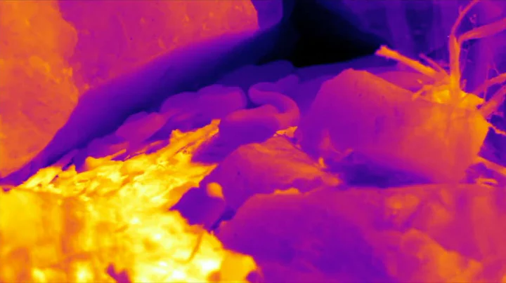 Thermal-imaging video of rattlesnakes basking at the Colorado Mega-den