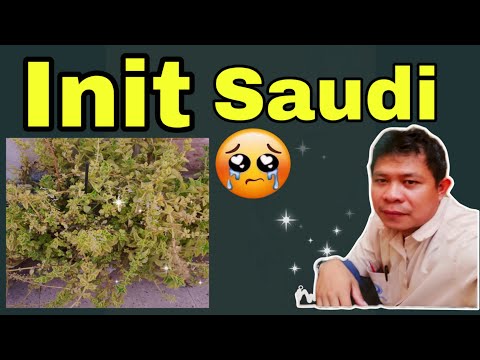 #Bakit Naninilaw ang Oregano? Dahil Ba sa Matinding Init sa Saudi Arabia
