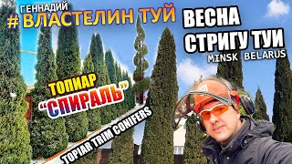 ВЕСНА СТРИЖКА ТУИ | ШОК РАЗМЕР | @VLASTELIN_MINSK | Топиар. Спираль из туи. Стрижка туиМинск