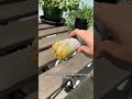 How to Remove Turmeric Stains 🔥