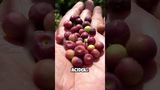Ces 3 fruits incroyables ne poussent qu’en Inde. #shorts #shortvideo