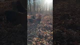 Phoenix The Bruge Fighter Rooster, Blondie And Nini The Buff Orpingtons