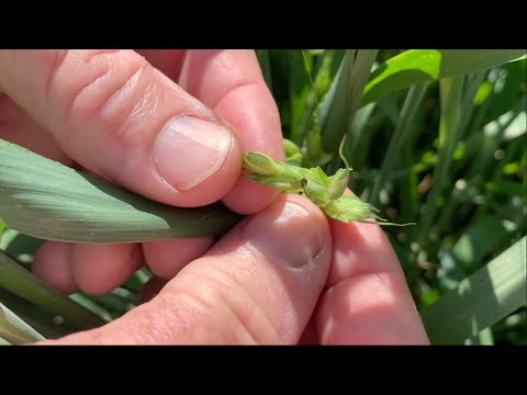 Video: Mahilig Sa Init Na Karaniwang Cereal Aphid