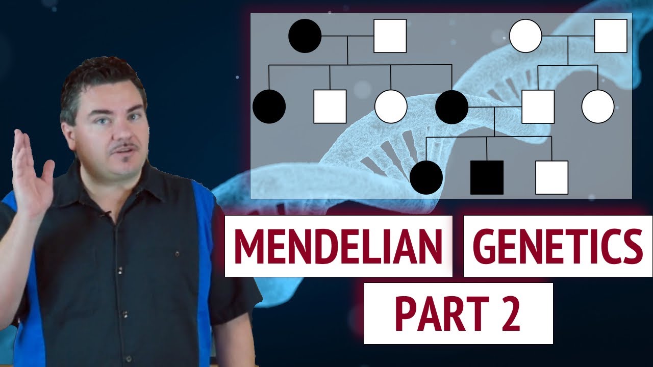 Mendelian Genetics - Part 2 - YouTube
