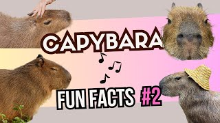 20 Capybara Fun Facts! 4K Real Life! Sing the song and enjoy!