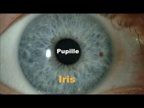 Vidéo: Où est le limbe de l'œil ?