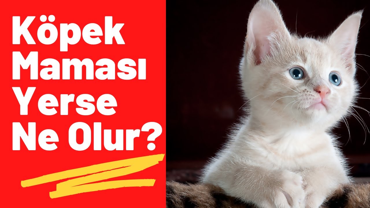 Kedilere Neden Kopek Mamasi Verilmez Kedi Kopek Mamasi Yerse Ne Olur Kedi Ve Kopek Mamasi Farki Youtube