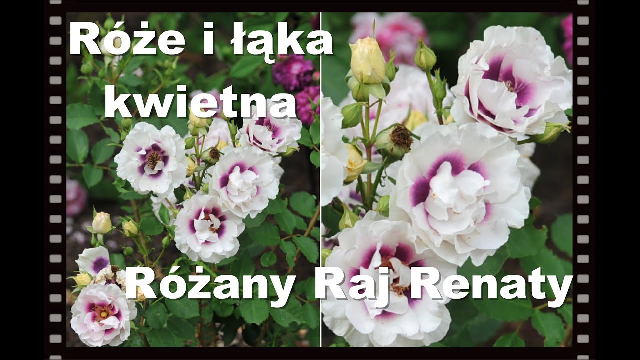 Początek kwitnienia róż, łąka kwietna :-) nowinki różane