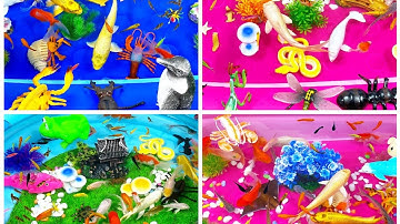 Chim Cánh Cụt,Bọ Ngựa,Ếch,Bọ Cạp,Bọ Hung,Cá Đuối,Cá Mập,Cá Chép,Tôm,Cá Heo,Cá Vàng,Rắn,Cua,GhẹAnimas