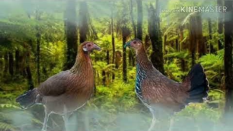 Xwm txeej txaus ntsais dib qaib qus