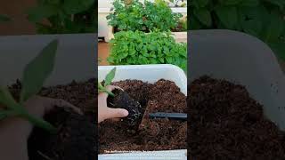 π±βοΈ Small Hand Rake Hoe Transplanting Cucumber Seedling in Container