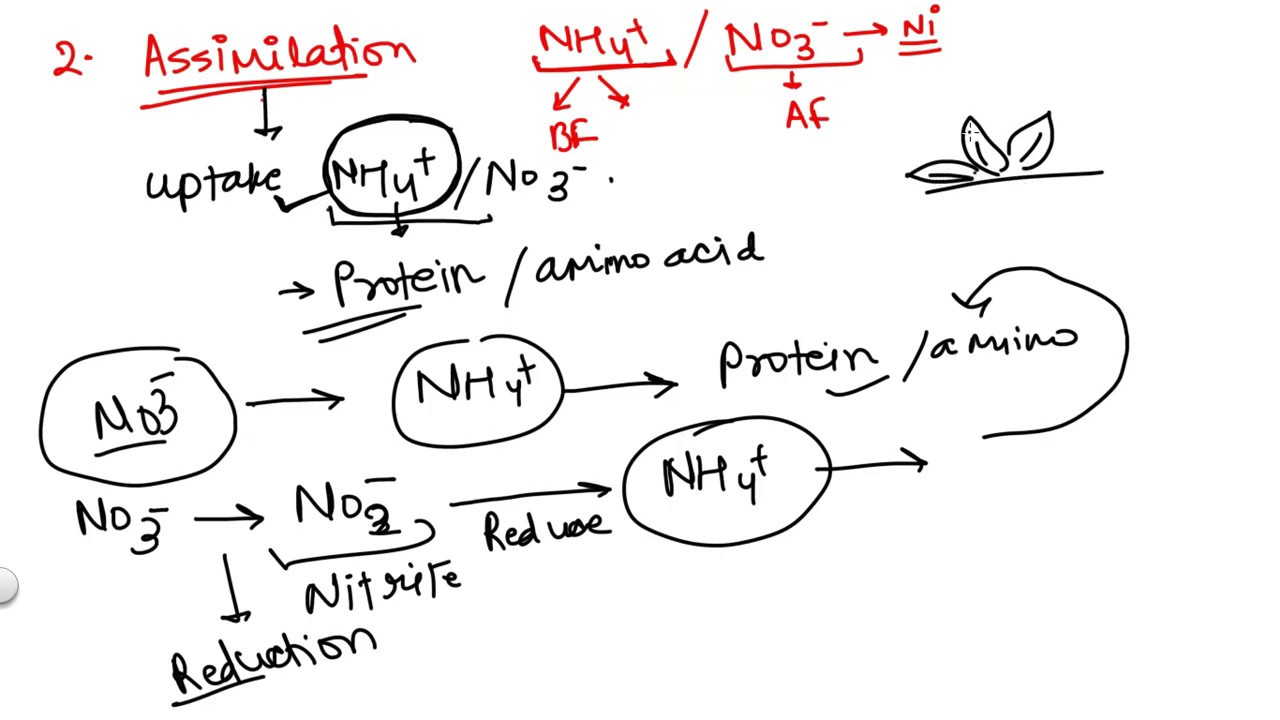Assimilation : Second stage of Nitrogen cycle - YouTube