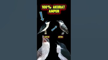 ciri-ciri burung jingjing petulak jantan dan betina