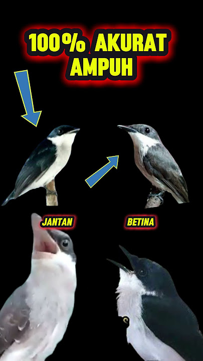 ciri-ciri burung jingjing petulak jantan dan betina