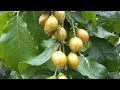 𝗣𝗘𝗔𝗡𝗨𝗧 𝗕𝗨𝗧𝗧𝗘𝗥 𝗙𝗥𝗨𝗜𝗧 𝗣𝗟𝗔𝗡𝗧 #fruit #peanut #butter #shrubs 