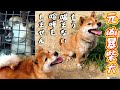 【元噛む柴犬】もう噛まないよ！喧嘩もしない仲良しペア❗️