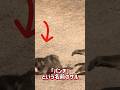 猿たちに仲間はずれにされている猿 'パンチ'