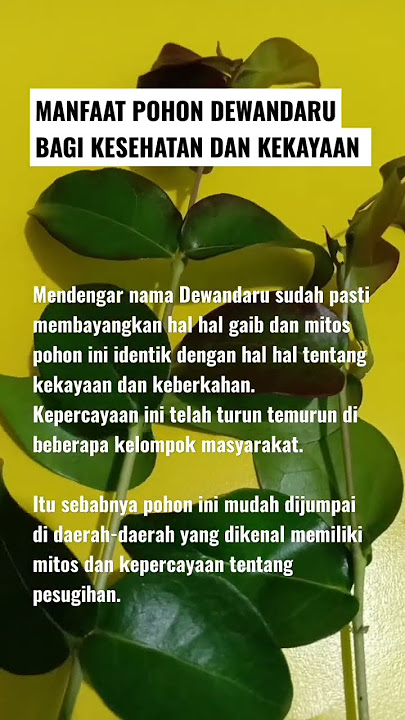 MANFAAT POHON DEWANDARU BAGI KESEHATAN DAN KEKAYAAN