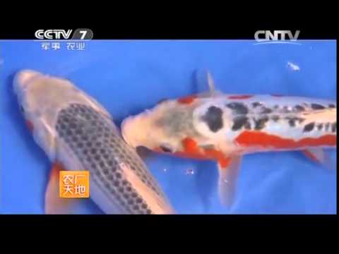 农广天地锦鲤种类及鉴赏 Youtube 农广天地锦鲤种类及鉴赏 Youtube