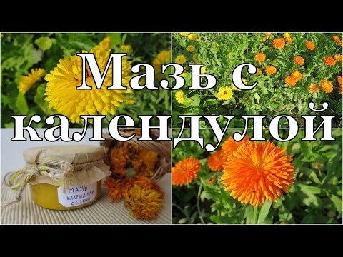 Видео: Домашние травяные мази: выращивание трав для мазей