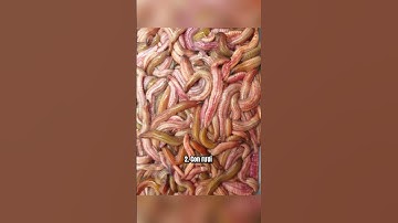 10 món ăn kinh dị nhất Việt Nam khiến khách Tây phải khóc thét #food #shorts