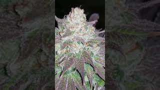 d63 flower pink lemonade Amelia