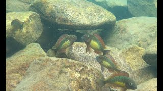 Tropheus moorii  'Red Rainbow' at Kabimbwa