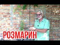 Розмарин в контейнере и в открытом грунте / Игорь Билевич