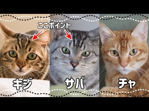 タビー猫（トラ猫）の真実12選｜深い歴史、豊富な色柄の種類、性格