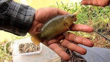 Câu cá thiên nhiên l Mùa câu cá rô đồng Săn Hugo ai dè gặp cá Trê chà bá kéo gãy cần.Xã Tân Bửu L.A