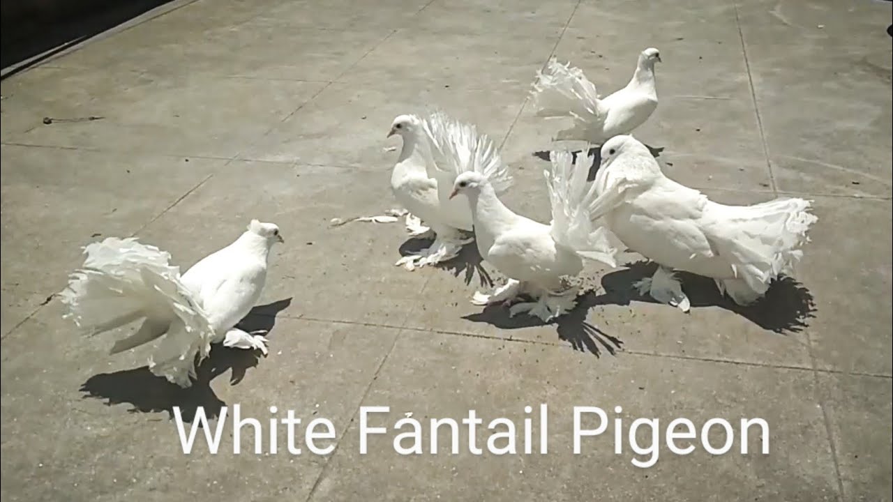 White pigeon Beautiful fantail white pigeon white fancy pigeon