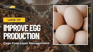 Layer Management Tips for Better Egg Production in Cage-Free Systems