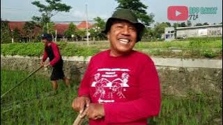 KACEK SEWU PILIH SING AYU || CERITA BURUH TANI 