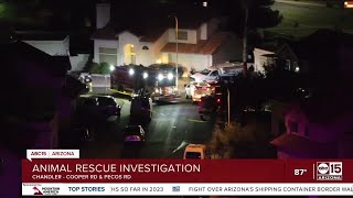 Chandler PD serve search warrant on home amid animal abuse investigation