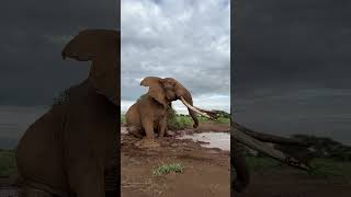 ആനയുടെ കൊമ്പ് കണ്ടോ 😳🔥 Elephant Video 😍 #elephant #ആന  #shortvideo #wildanimals