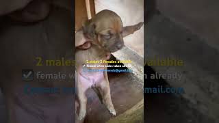 Real #apbtmagazine  American Pit Bull Terrier available cute pups #pitbull