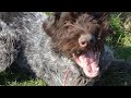German wirehaired pointer seven months old の動画、YouTube動画。