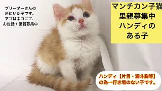里親募集中 ハンディのある子猫ちゃん マンチカン アゴはネコにてお世話 里親募集中 Youtube