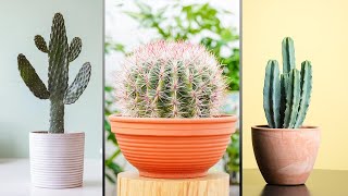 16 Tipos de Cactus grandes para decorar la casa 🌵😍!