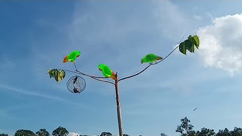 mikat burung serindit pakai pulut di spot baru burungnya jinak-jinak