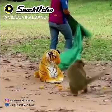 ketika ketemu sang raja hutan