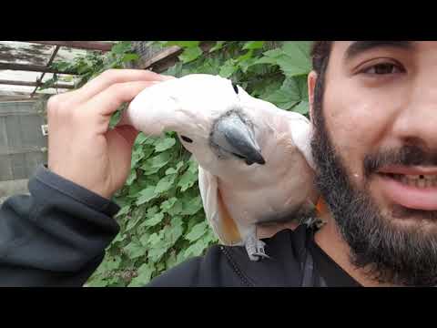 Video: Skillnaden Mellan Macaws Och Papegojor