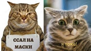 БЕЗ МАСКИ, БЕЗ ПЕРЧАТКИ - НЕ ВЫХОДИТЬ! ( КОШКИ!) No mask, no gloves - do not go out! (Cats!)