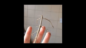 When Tree Branches come to life - the Stick Bug