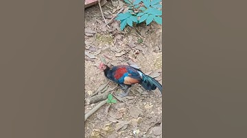 qaib qus daj maj teb