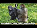 ⃣ Ringo is determined to master tree climbing just like Tayari 😂🍃林戈下定決心，要像塔莉一樣學會爬樹#gorilla