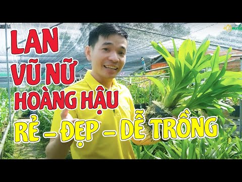 Video: Tên Hoa Như Tên Nữ