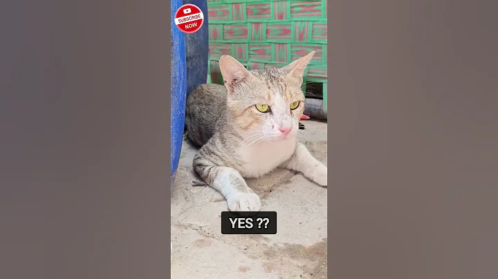Watch the video about Stray Cat Video | Gaplu Cats