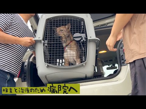 チャーリー検査と治療のため初めて病院に行きました